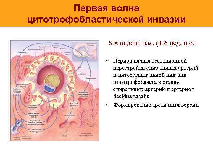 Первая волна цитотрофобластической инвазии 6 -8 недель п. м. (4 -6 нед. п. о.