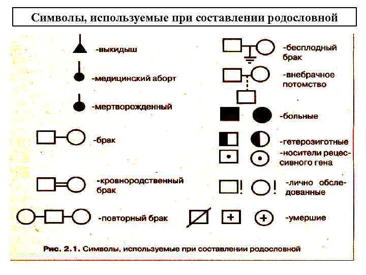 Изучите графическое изображение родословной семьи по одному изучаемому признаку ответы на вопросы