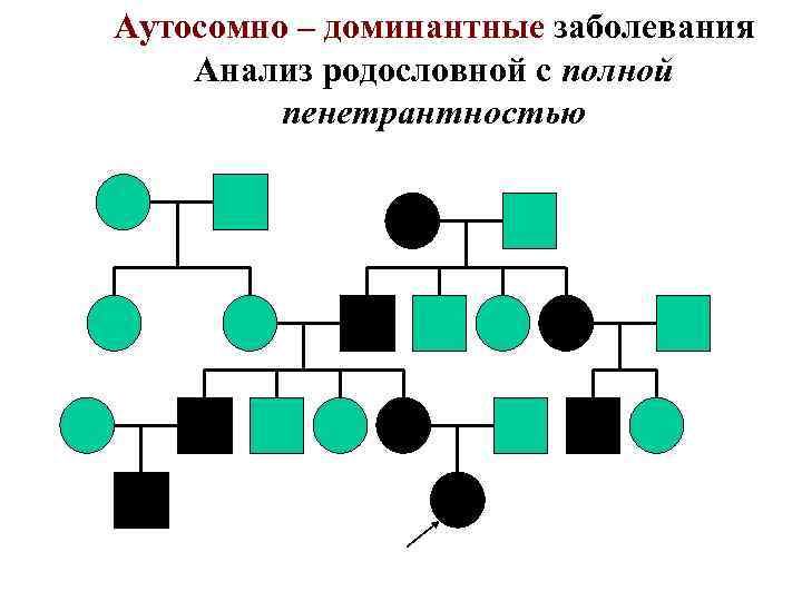 Анализ родословной