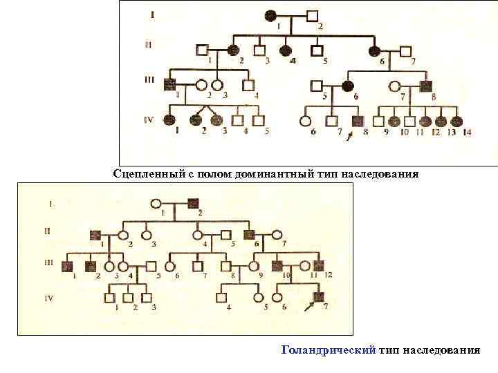 Какие заболевания сцеплены с полом схема