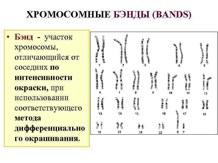 Графическое изображение хромосом