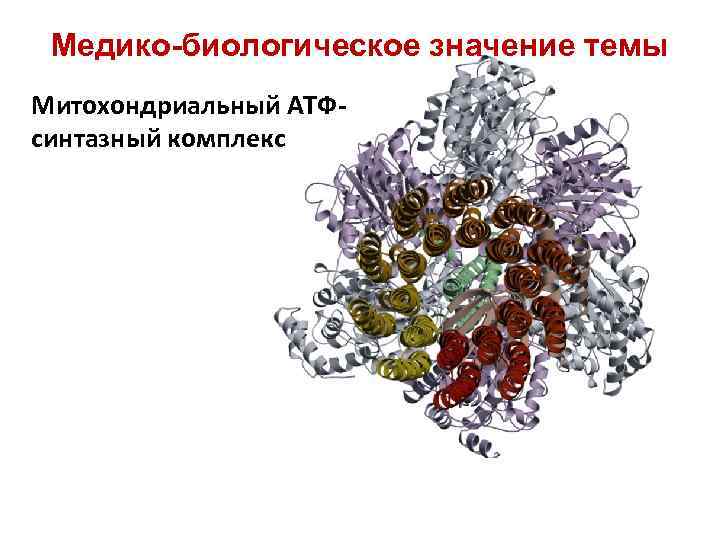 Медико-биологическое значение темы Митохондриальный АТФсинтазный комплекс 