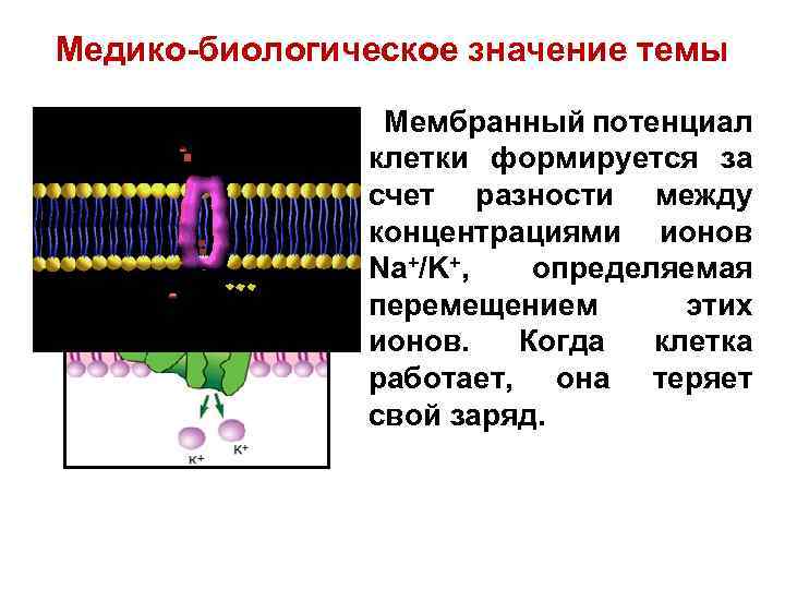 Медико-биологическое значение темы Мембранный потенциал клетки формируется за счет разности между концентрациями ионов Na+/K+,