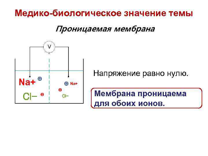 Медико-биологическое значение темы Проницаемая мембрана V Напряжение равно нулю. Na+ Cl- Мембрана проницаема для