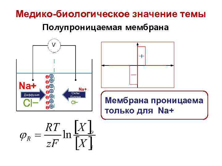 Медико-биологическое значение темы Полупроницаемая мембрана V Na+ Диффузия Cl- Na+ Силы Кулона Cl- Мембрана