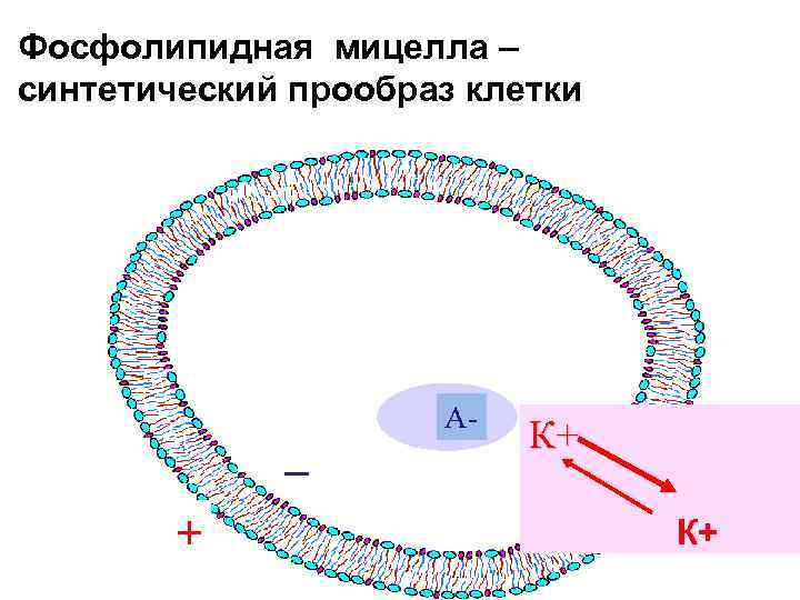 Фосфолипидная мицелла – синтетический прообраз клетки _ + А- К+ К+ 