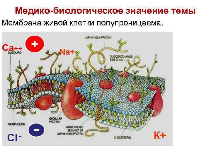 Медико-биологическое значение темы Мембрана живой клетки полупроницаема. Са++ Cl - Na+ К+ 