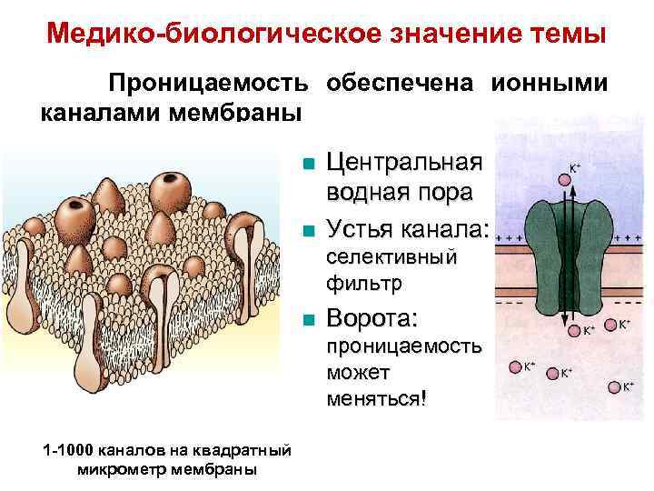 Медико-биологическое значение темы Проницаемость обеспечена ионными каналами мембраны n n Центральная водная пора Устья