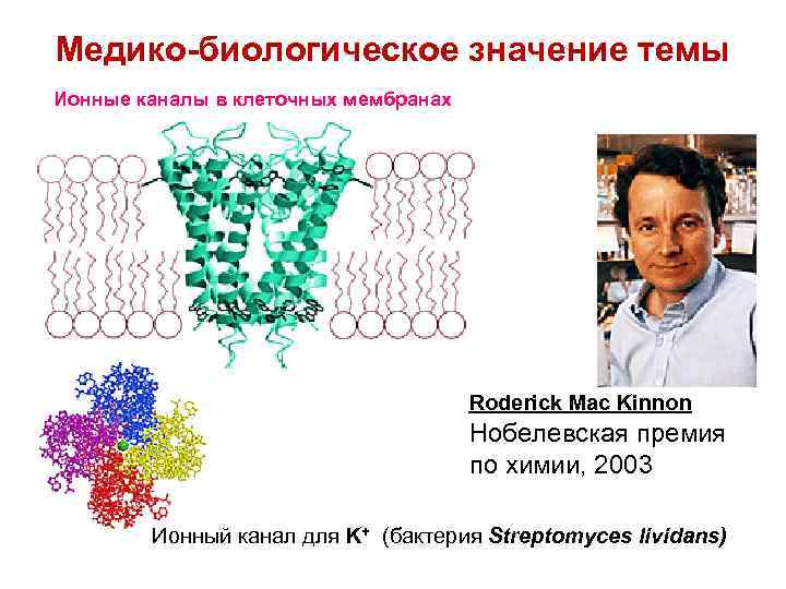 Медико-биологическое значение темы Ионные каналы в клеточных мембранах Roderick Mac Kinnon Нобелевская премия по