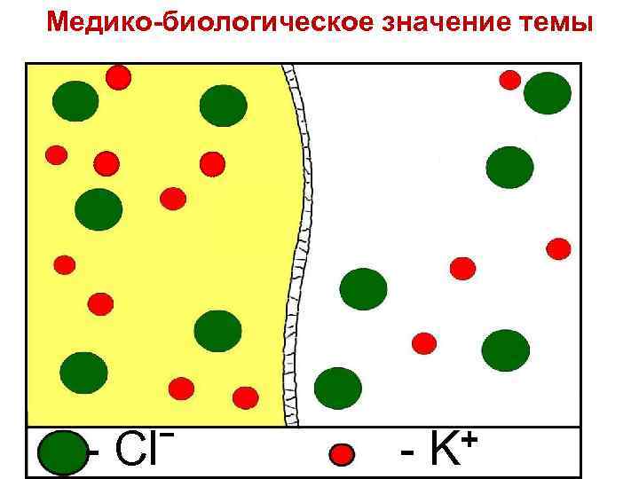 Медико-биологическое значение темы - Clˉ + - K 