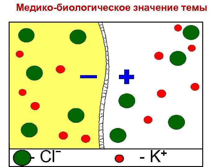 Медико-биологическое значение темы - Clˉ + - K 