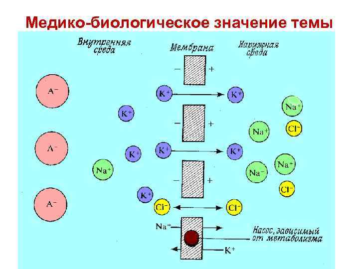 Медико-биологическое значение темы 