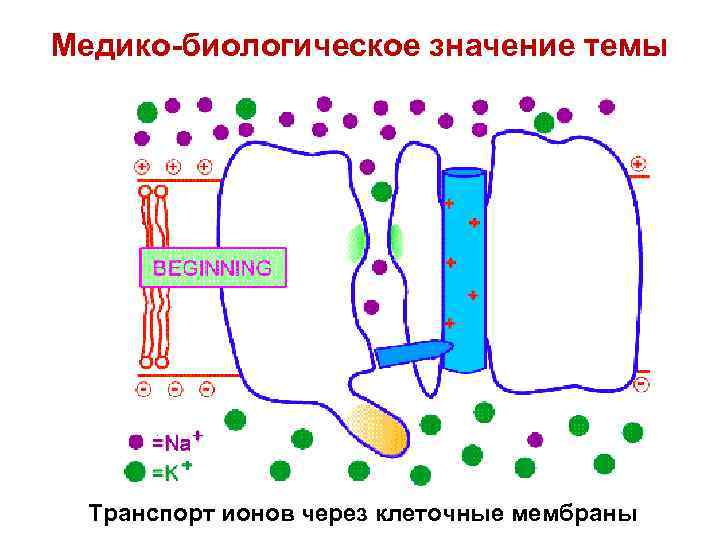 Медико-биологическое значение темы Транспорт ионов через клеточные мембраны 