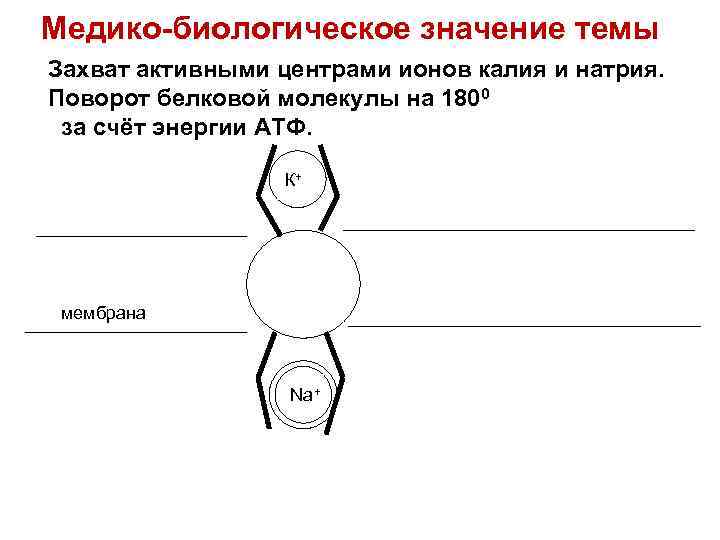 Медико-биологическое значение темы Захват активными центрами ионов калия и натрия. Поворот белковой молекулы на