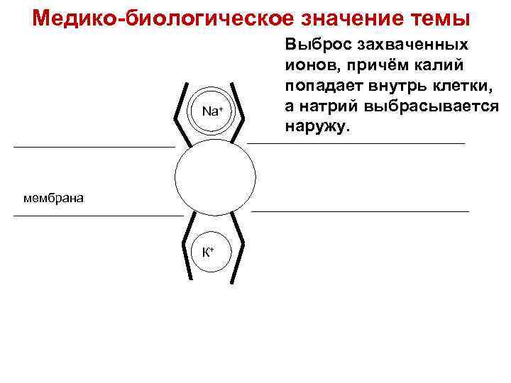 Медико-биологическое значение темы Na+ мембрана К+ Выброс захваченных ионов, причём калий попадает внутрь клетки,