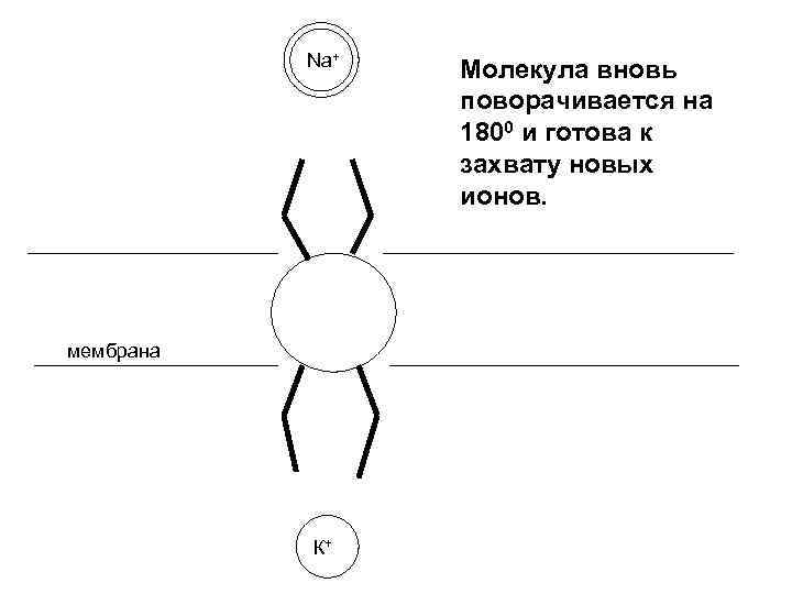 Na+ мембрана К+ Молекула вновь поворачивается на 1800 и готова к захвату новых ионов.