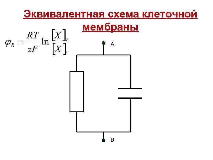 Эквивалентная схема клеточной мембраны А В 