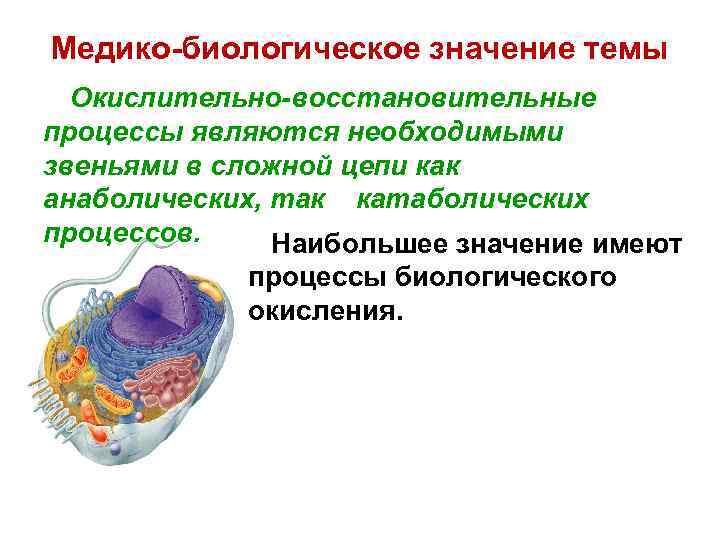 Медико-биологическое значение темы Окислительно-восстановительные процессы являются необходимыми звеньями в сложной цепи как анаболических, так