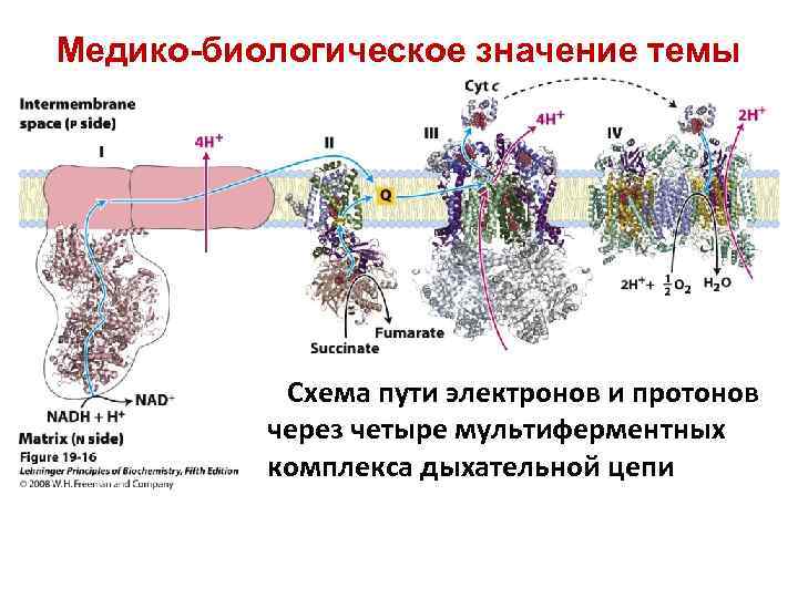 Медико-биологическое значение темы Схема пути электронов и протонов через четыре мультиферментных комплекса дыхательной цепи