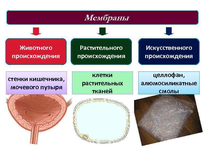 Мембраны Животного происхождения Растительного происхождения Искусственного происхождения стенки кишечника, мочевого пузыря клетки растительных тканей