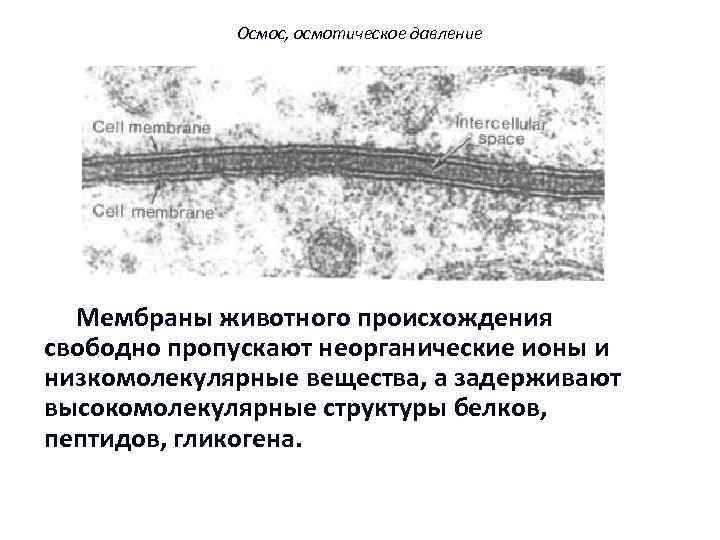 Осмос, осмотическое давление Мембраны животного происхождения свободно пропускают неорганические ионы и низкомолекулярные вещества, а