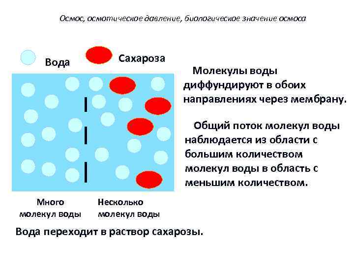 Осмос, осмотическое давление, биологическое значение осмоса Вода Сахароза Молекулы воды диффундируют в обоих направлениях