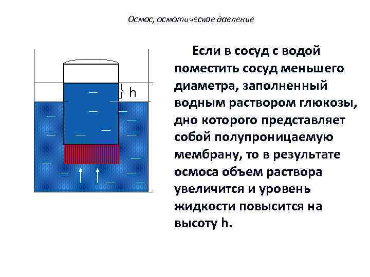 Осмос, осмотическое давление h Если в сосуд с водой поместить сосуд меньшего диаметра, заполненный