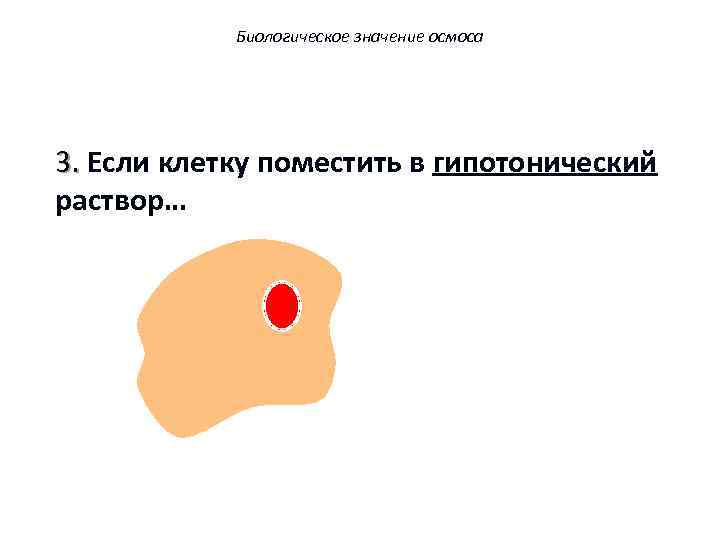 Биологическое значение осмоса 3. Если клетку поместить в гипотонический раствор… 