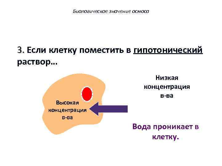 Биологическое значение осмоса 3. Если клетку поместить в гипотонический раствор… Высокая концентрация в-ва Низкая