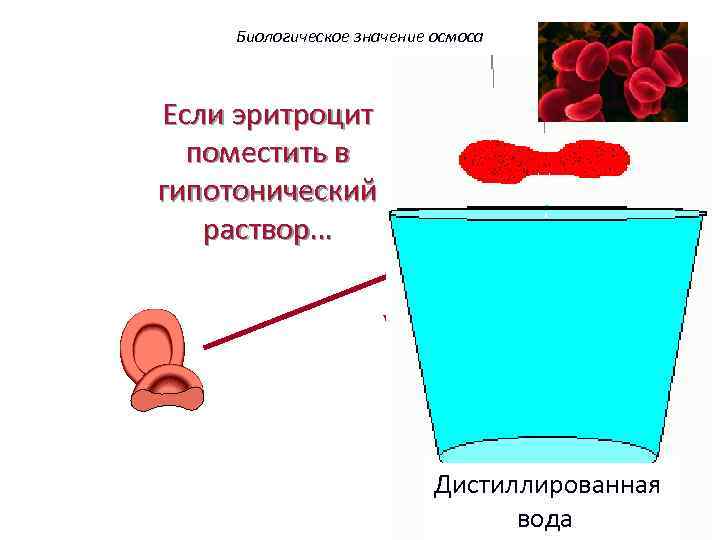 Биологическое значение осмоса Если эритроцит поместить в гипотонический раствор… Оболочка Вода устремляется в клетки