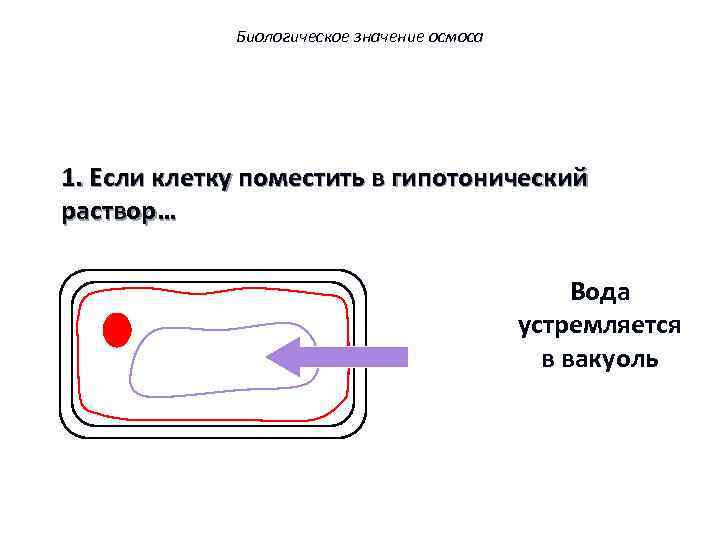 Биологическое значение осмоса 1. Если клетку поместить в гипотонический раствор… Вода устремляется в вакуоль