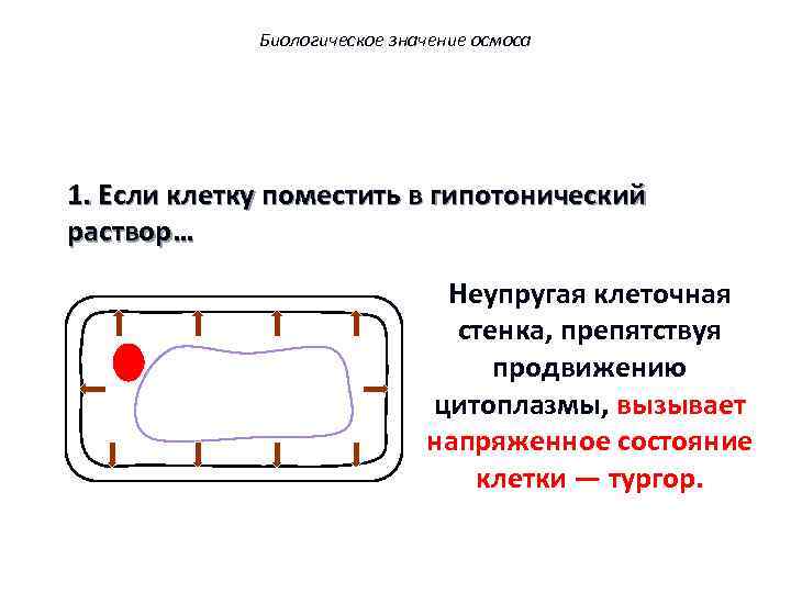 Биологическое значение осмоса 1. Если клетку поместить в гипотонический раствор… Неупругая клеточная стенка, препятствуя