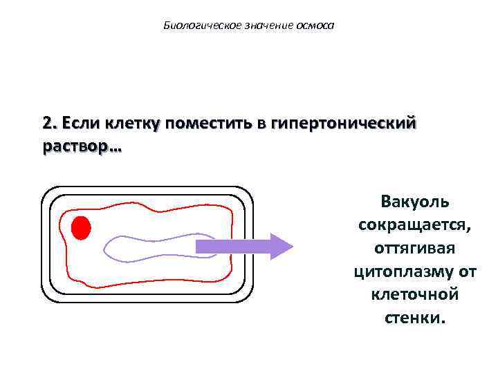 Биологическое значение осмоса 2. Если клетку поместить в гипертонический раствор… Вакуоль сокращается, оттягивая цитоплазму