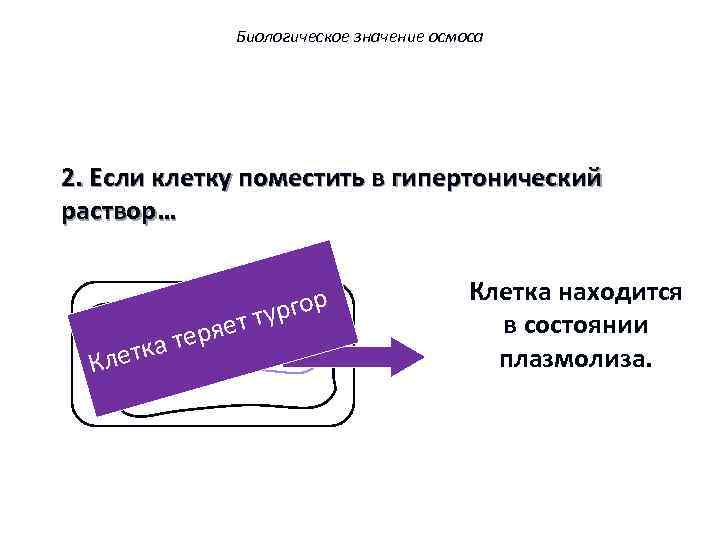 Биологическое значение осмоса 2. Если клетку поместить в гипертонический раствор… летк К ряет а