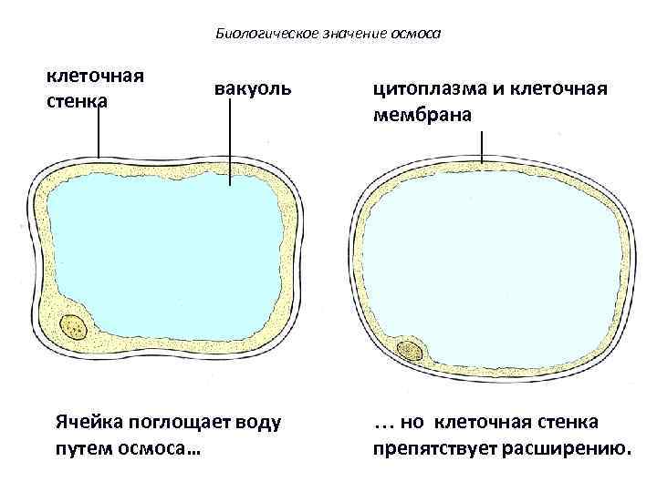 Биологическое значение осмоса клеточная стенка вакуоль Ячейка поглощает воду путем осмоса… 18 цитоплазма и