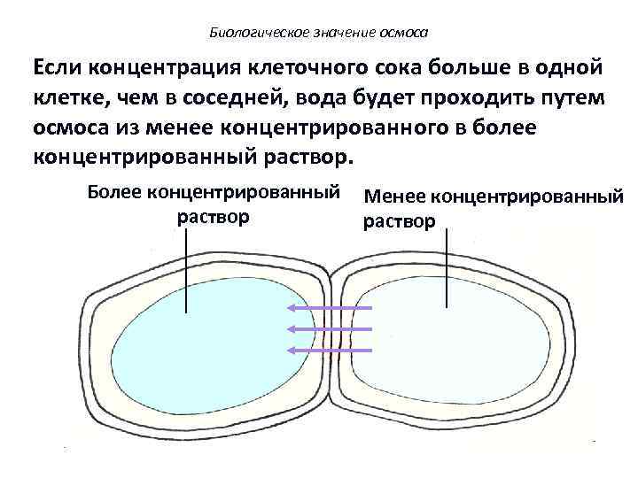 Биологическое значение осмоса 20 Если концентрация клеточного сока больше в одной клетке, чем в