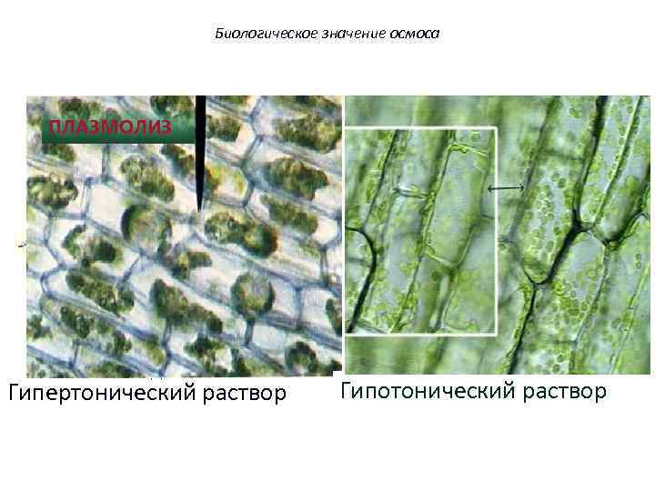 Биологическое значение осмоса ПЛАЗМОЛИЗ Эти клетки страдают от нехватки воды. Гипертонический раствор Клетки наполнены