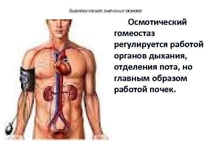 Биологическое значение осмоса Осмотический гомеостаз регулируется работой органов дыхания, отделения пота, но главным образом