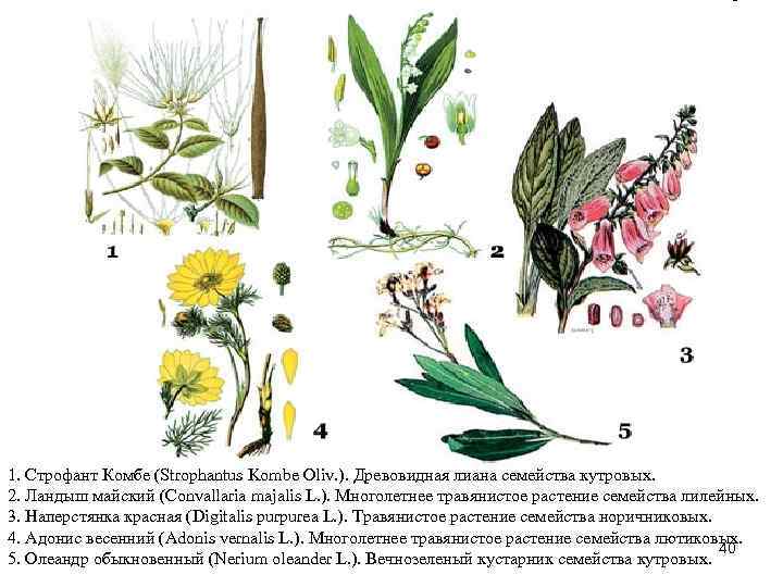 1. Строфант Комбе (Strophantus Kombe Oliv. ). Древовидная лиана семейства кутровых. 2. Ландыш майский