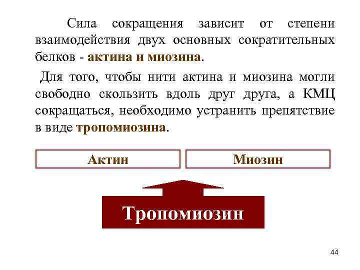 Сила сокращения зависит от степени взаимодействия двух основных сократительных белков актина и миозина. Для