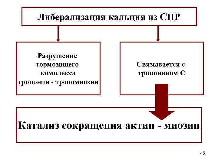 Либерализация кальция из СПР Разрушение тормозящего комплекса тропонин - тропомиозин Связывается с тропонином С