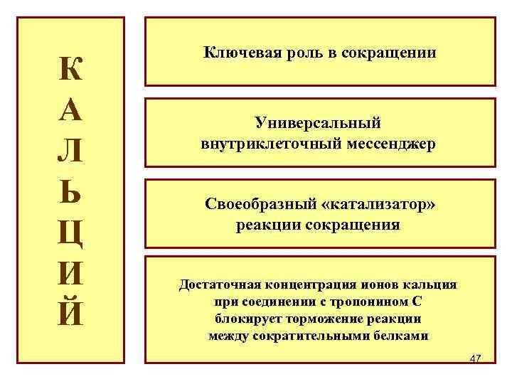 К А Л Ь Ц И Й Ключевая роль в сокращении Универсальный внутриклеточный мессенджер