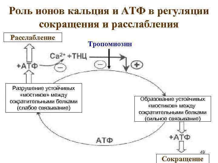 Роль ионов кальция и АТФ в регуляции сокращения и расслабления Расслабление Разрушение устойчивых «мостиков»