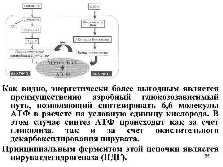 Как видно, энергетически более выгодным является преимущественно аэробный глюкозозависимый путь, позволяющий синтезировать 6, 6