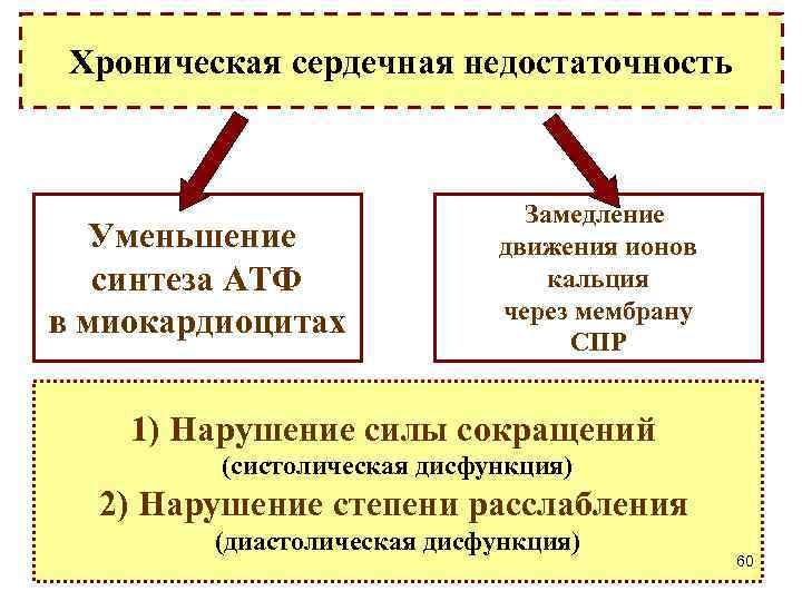 Хроническая сердечная недостаточность Уменьшение синтеза АТФ в миокардиоцитах Замедление движения ионов кальция через мембрану