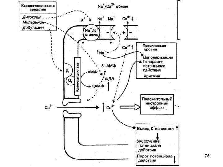 Механизм действия кардиотонических средств. Механизм действия кардиотонических средств схема. Добутамин механизм действия схема. Действие сердечных гликозидов схема. Механизм действия сердечных гликозидов схема.