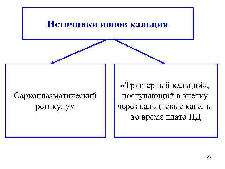 Источники ионов кальция Саркоплазматический ретикулум «Триггерный кальций» , поступающий в клетку через кальциевые каналы