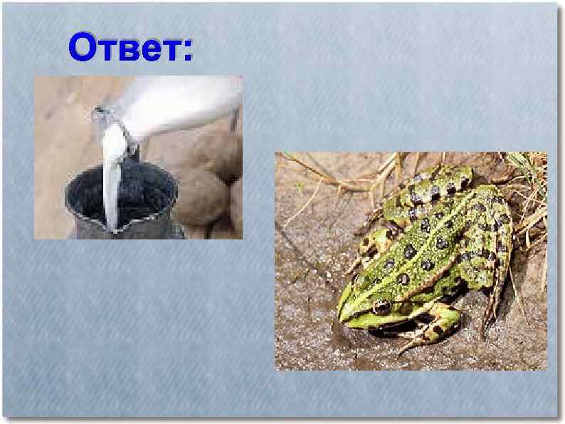 Ответ: 