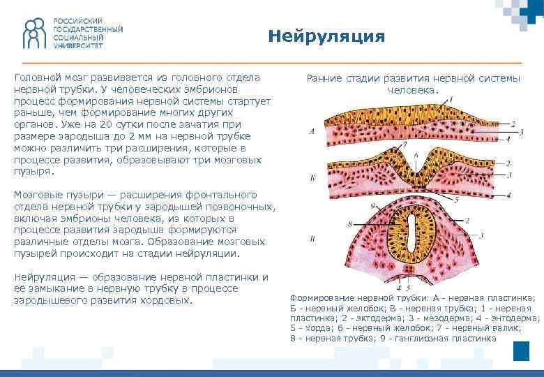 Развитие органов нервной системы презентация