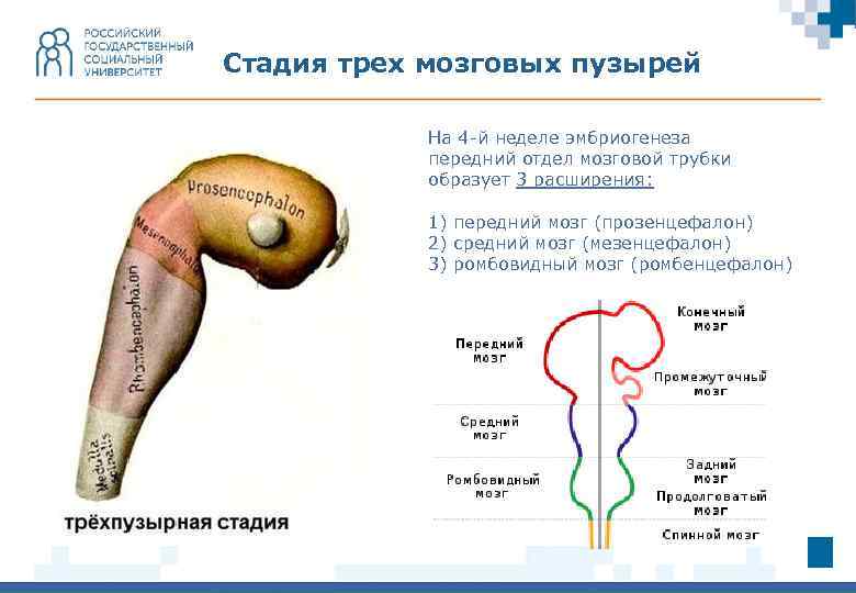 Стадия трех мозговых пузырей На 4 -й неделе эмбриогенеза передний отдел мозговой трубки образует